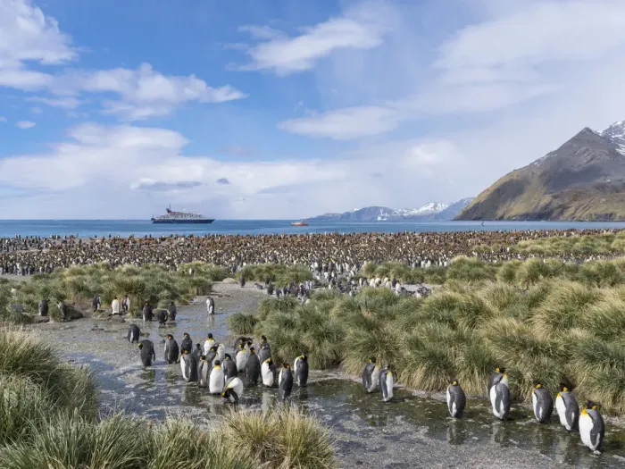 Framed Print : King Penguin (Aptenodytes patagonicus) rookery in Gold Harbour Framed Print : King Penguin (Aptenodytes patagonicus) rookery in Gold Harbour