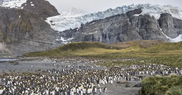 Framed Print : King Penguin (Aptenodytes patagonicus) rookery in Gold Harbour. South Georgia Island