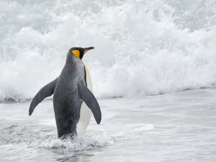 Framed Print : King Penguin (Aptenodytes patagonicus) rookery on Salisbury Plain in the Bay of Isles