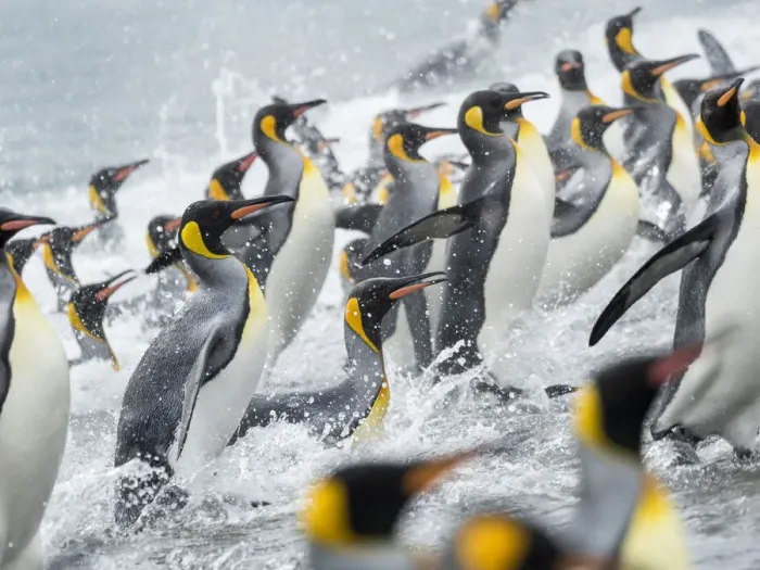 Framed Print : King Penguin (Aptenodytes patagonicus) rookery on Salisbury Plain in the Bay of Isles Framed Print : King Penguin (Aptenodytes patagonicus) rookery on Salisbury Plain in the Bay of Isles
