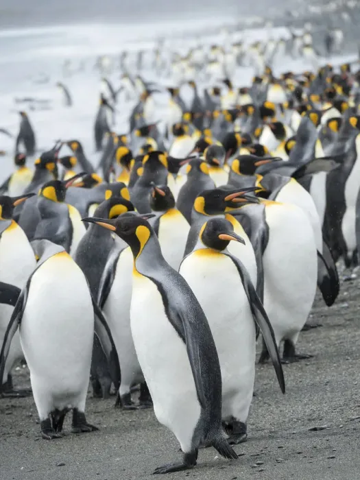 Framed Print : King Penguin (Aptenodytes patagonicus) rookery on Salisbury Plain in the Bay of Isles Framed Print : King Penguin (Aptenodytes patagonicus) rookery on Salisbury Plain in the Bay of Isles