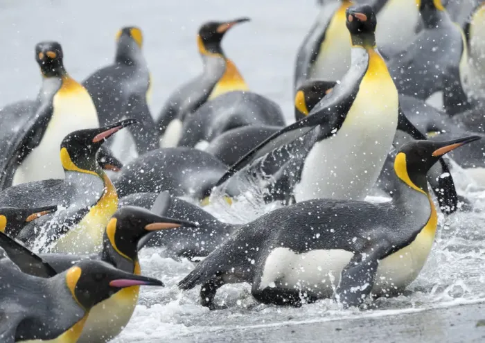 Framed Print : King Penguin (Aptenodytes patagonicus) rookery on Salisbury Plain in the Bay of Isles Framed Print : King Penguin (Aptenodytes patagonicus) rookery on Salisbury Plain in the Bay of Isles