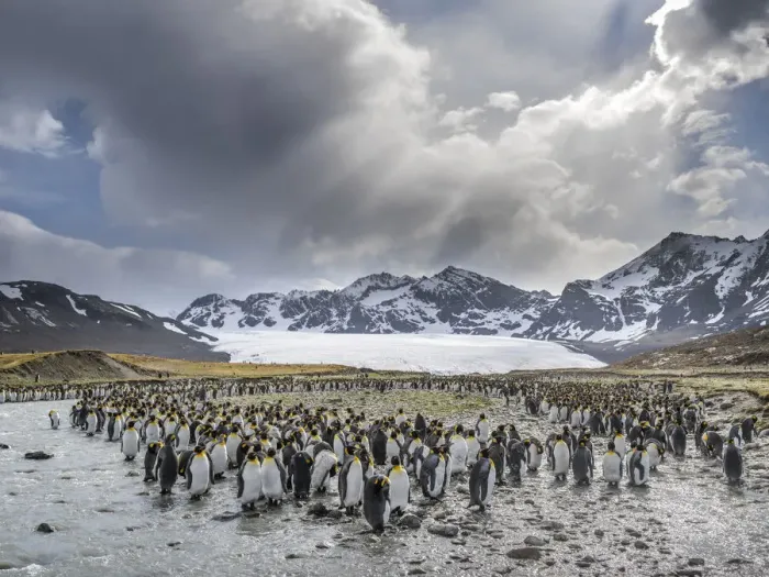 Framed Print : King Penguin (Aptenodytes patagonicus) rookery in St. Andrews Bay. Adults molting
