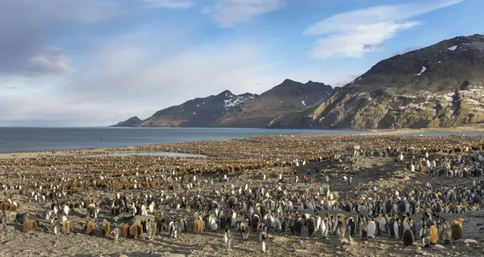 Framed Print : King Penguin (Aptenodytes patagonicus) rookery in St. Andrews Bay. South Georgia Island Framed Print : King Penguin (Aptenodytes patagonicus) rookery in St. Andrews Bay. South Georgia Island