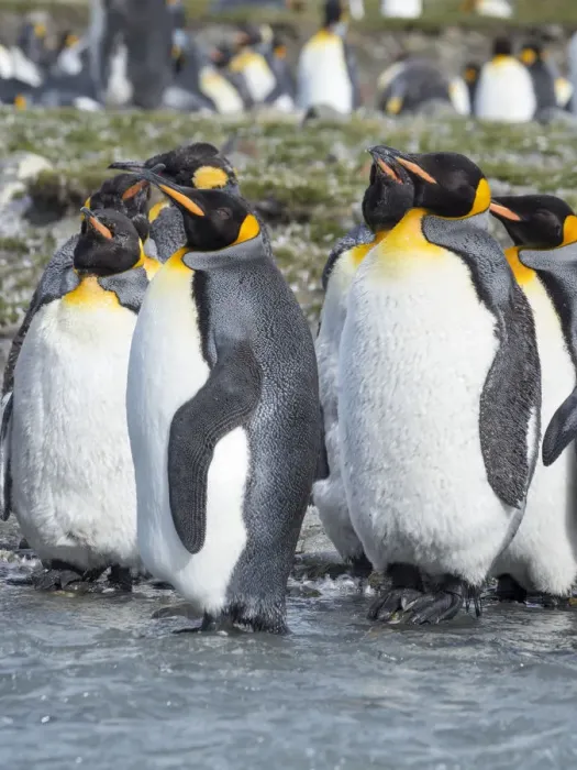 Framed Print : King Penguin (Aptenodytes patagonicus) rookery in St. Andrews Bay. Adults molting Framed Print : King Penguin (Aptenodytes patagonicus) rookery in St. Andrews Bay. Adults molting