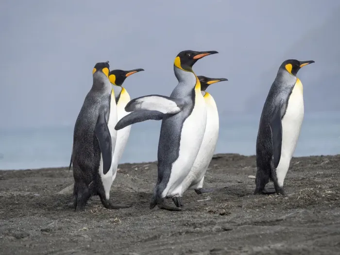 Framed Print : King Penguin (Aptenodytes patagonicus) rookery in St