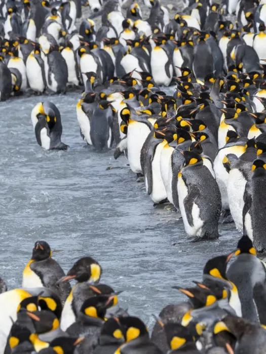 Framed Print : King Penguin (Aptenodytes patagonicus) rookery in St. Andrews Bay. Adults molting Framed Print : King Penguin (Aptenodytes patagonicus) rookery in St. Andrews Bay. Adults molting
