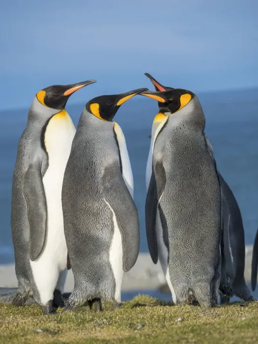Framed Print : King Penguin (Aptenodytes patagonicus) rookery in St. Andrews Bay. Courtship behavior