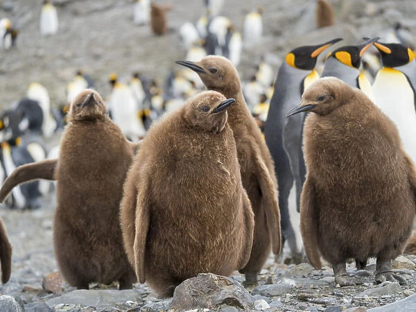 King Penguin (Aptenodytes patagonicus) rookery in St