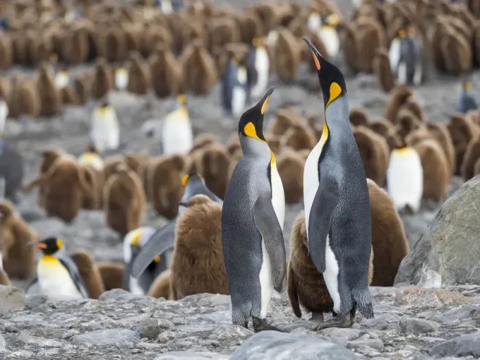 Framed Print : King Penguin (Aptenodytes patagonicus) rookery in St. Andrews Bay. Feeding behavior
