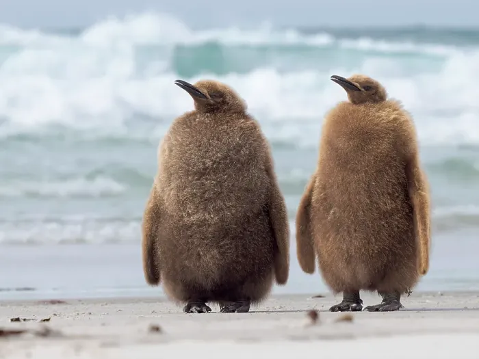 Framed Print : King penguin chick on beach in the Falkland Islands in the South Atlantic, Saunders Island