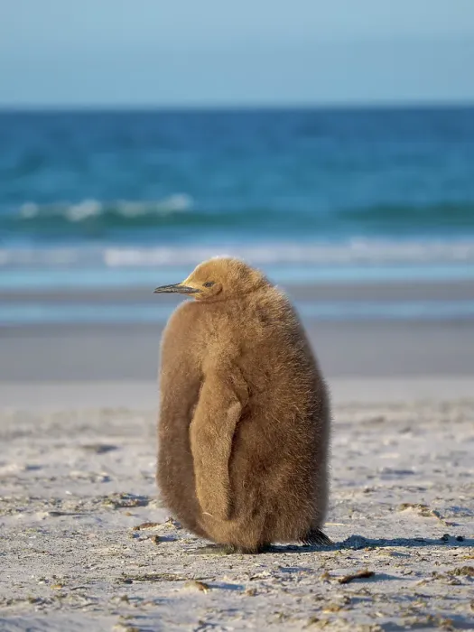 Framed Print : King penguin chick on beach in the Falkland Islands in the South Atlantic, Saunders Island