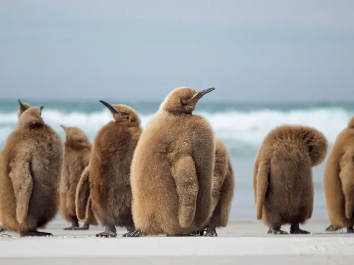 Framed Print : King penguin chick on beach in the Falkland Islands in the South Atlantic, Saunders Island