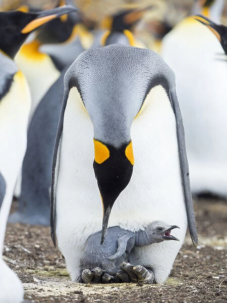 King Penguin chick begging for food while resting on the feet of a parent, Falkland Islands