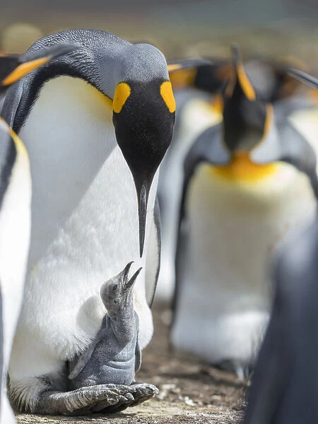King Penguin chick begging for food while resting on the feet of a parent, Falkland Islands
