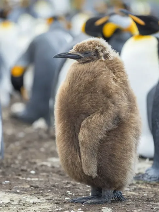 Framed Print : King Penguin chick with brown plumage, Falkland Islands