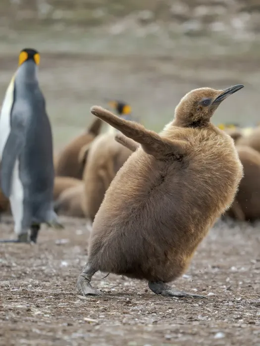 Framed Print : King penguin chicks in colony in the Falkland Islands in the South Atlantic. South America, Volunteer Point Framed Print : King penguin chicks in colony in the Falkland Islands in the South Atlantic. South America, Volunteer Point