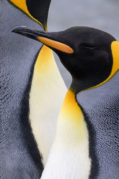 King penguin close-up showing the colorful curves of their feathers. St. Andrews Bay