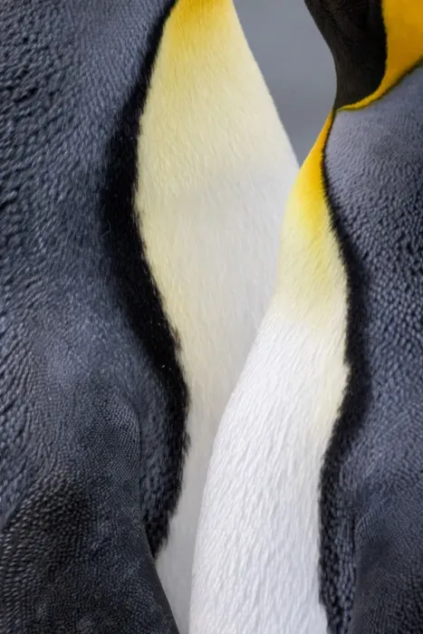 Framed Print : King penguin close-up showing the colorful curves of their feathers. St. Andrews Bay Framed Print : King penguin close-up showing the colorful curves of their feathers. St. Andrews Bay