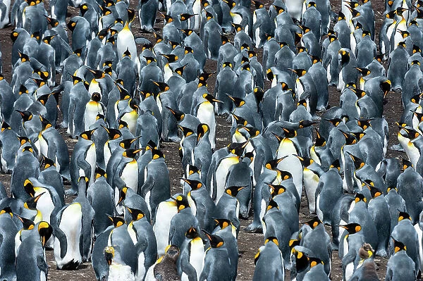 A king penguin colony, Aptenodytes patagonicus. Volunteer Point, Falkland Islands