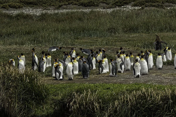 King Penguin colony, Useless Bay, Tierra del Fuego, Chile, South AmericaPatagonia