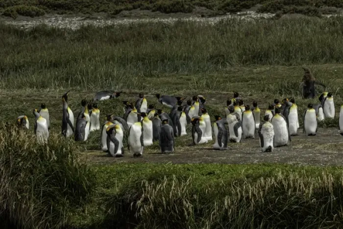 Framed Print : King Penguin colony, Useless Bay, Tierra del Fuego, Chile, South AmericaPatagonia Framed Print : King Penguin colony, Useless Bay, Tierra del Fuego, Chile, South AmericaPatagonia