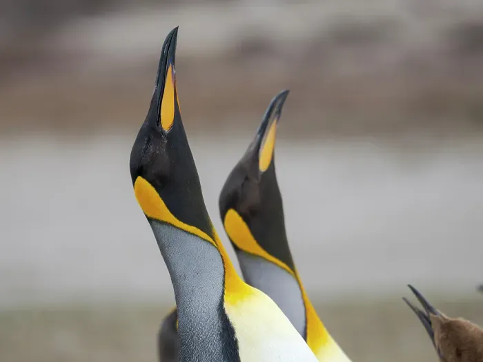 Framed Print : King penguin courtship display. South America, Falkland Islands, Volunteer Point