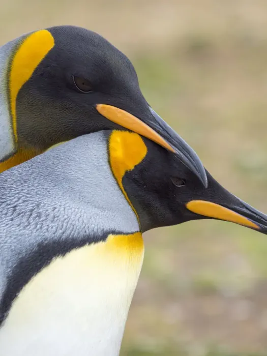 Framed Print : King Penguin courtship display, Falkland Islands