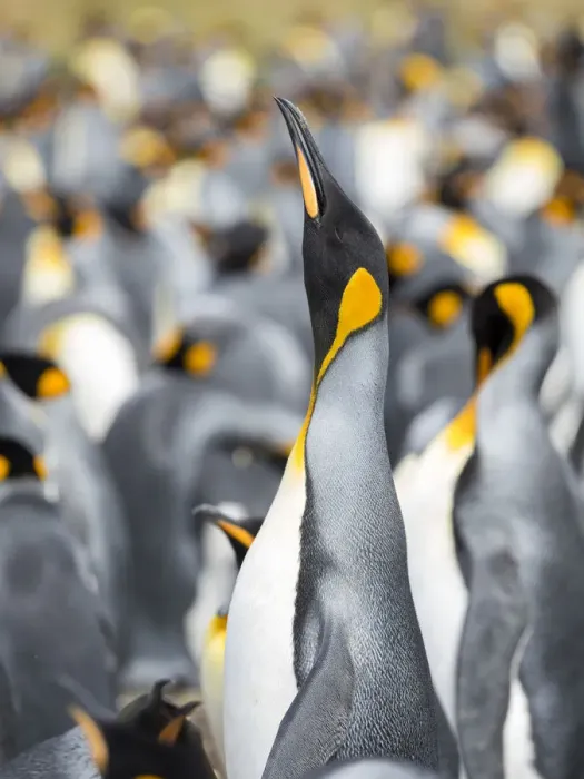 Framed Print : King Penguin on Falkland Islands
