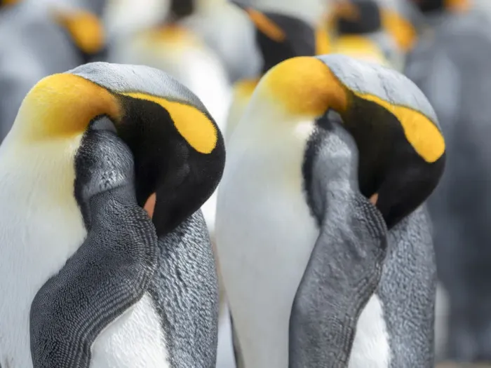 Framed Print : King Penguin on Falkland Islands Framed Print : King Penguin on Falkland Islands