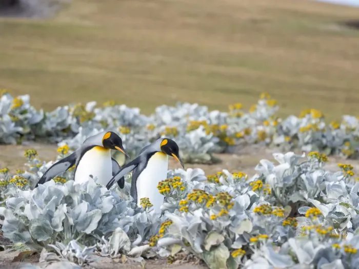 Framed Print : King Penguin on Falkland Islands Framed Print : King Penguin on Falkland Islands