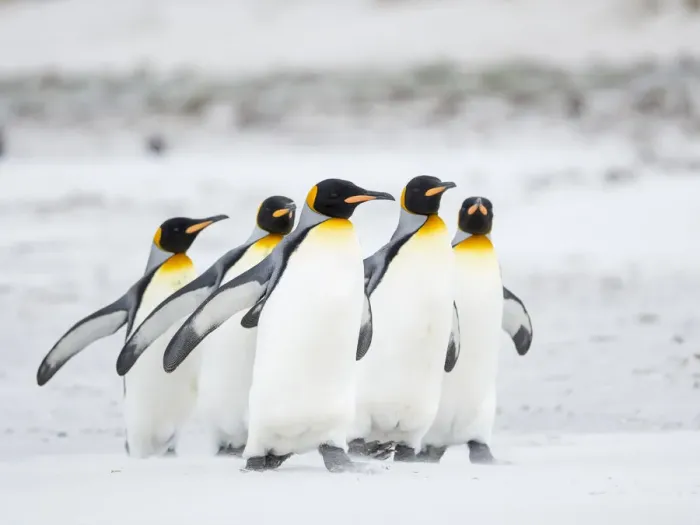 Framed Print : King Penguin on Falkland Islands Framed Print : King Penguin on Falkland Islands