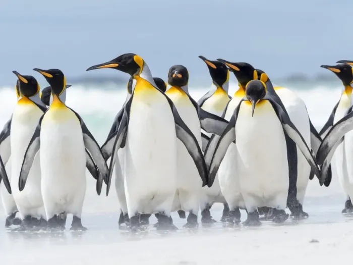 Framed Print : King Penguin, Falkland Islands Framed Print : King Penguin, Falkland Islands