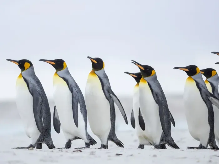 Framed Print : King Penguin on Falkland Islands Framed Print : King Penguin on Falkland Islands