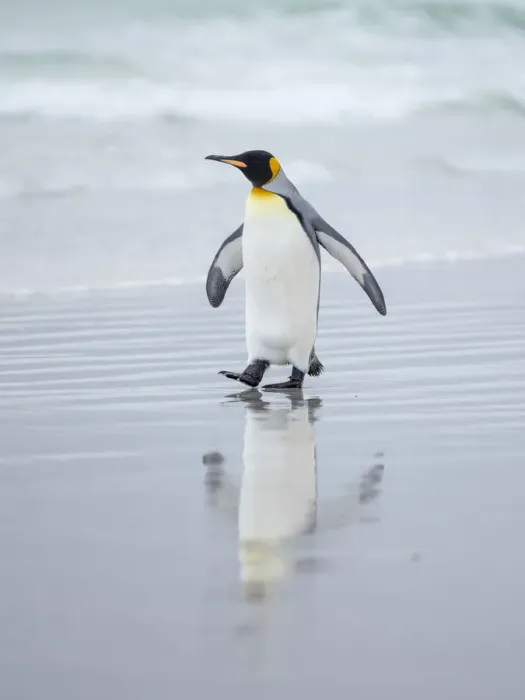 Framed Print : King Penguin on Falkland Islands Framed Print : King Penguin on Falkland Islands
