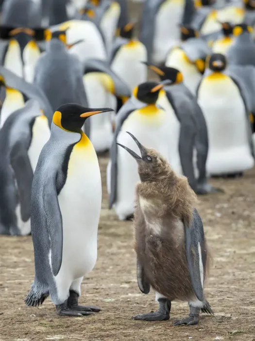 Framed Print : King Penguin feeding a chick in brown plumage, Falkland Islands Framed Print : King Penguin feeding a chick in brown plumage, Falkland Islands