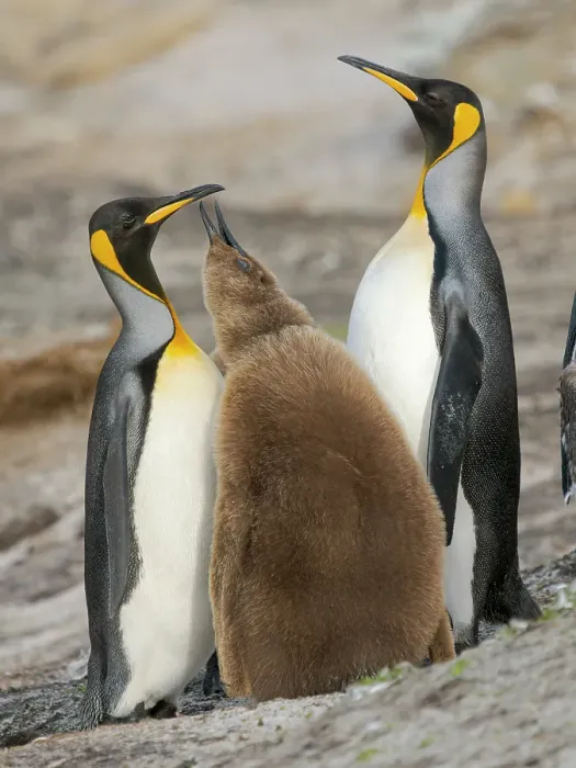 Framed Print : King penguin feeding of a chick in the Falkland Islands in the South Atlantic, Saunders Island Framed Print : King penguin feeding of a chick in the Falkland Islands in the South Atlantic, Saunders Island