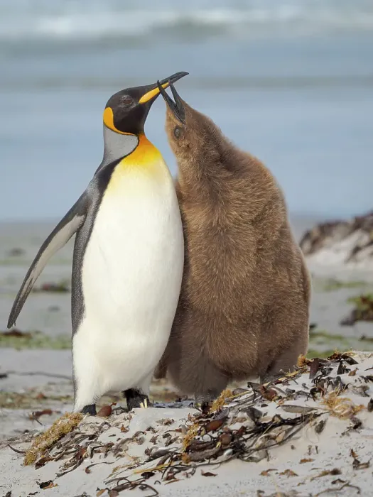 Framed Print : King penguin feeding of a chick in the Falkland Islands in the South Atlantic, Saunders Island Framed Print : King penguin feeding of a chick in the Falkland Islands in the South Atlantic, Saunders Island
