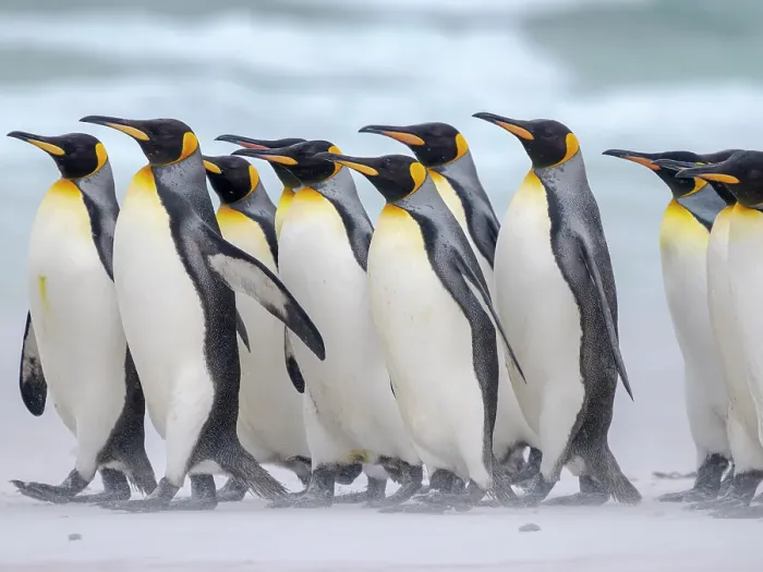 Framed Print : King penguin group on a beach. South America, Falkland Islands, Volunteer Point