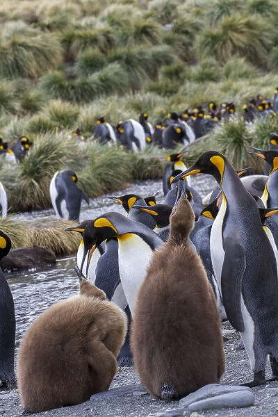 King penguin rookery on Gold Harbor. South Georgia Islands