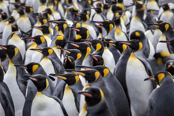 King penguin rookery at Salisbury Plain. South Georgia Islands