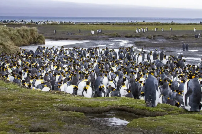 Framed Print : King penguin rookery at Salisbury Plain. South Georgia Islands Framed Print : King penguin rookery at Salisbury Plain. South Georgia Islands