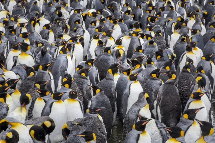 Framed Print : King penguin rookery at Salisbury Plain. South Georgia Islands Framed Print : King penguin rookery at Salisbury Plain. South Georgia Islands