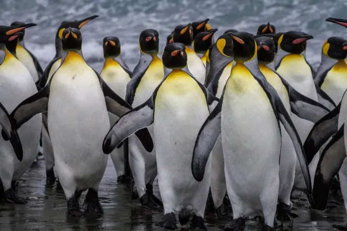 Framed Print : King penguin rookery at Salisbury Plain, South Georgia Islands Framed Print : King penguin rookery at Salisbury Plain, South Georgia Islands