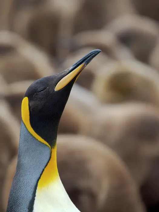 Framed Print : King penguin. South America, Falkland Islands, Volunteer Point Framed Print : King penguin. South America, Falkland Islands, Volunteer Point