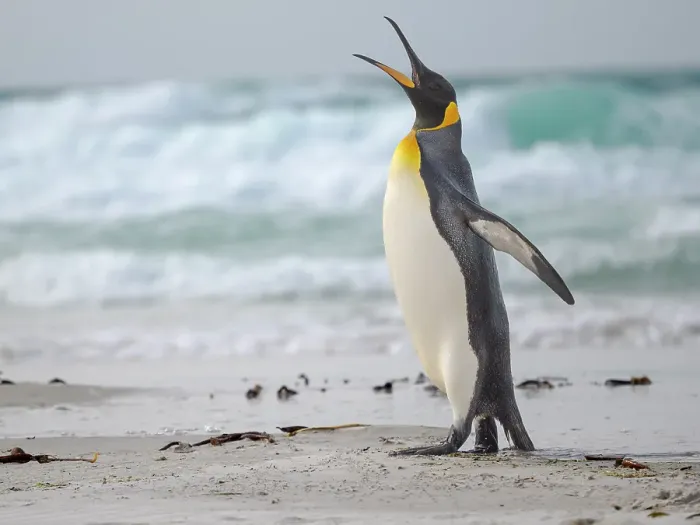 Framed Print : King penguin. South America, Falkland Islands, Saunders Island Framed Print : King penguin. South America, Falkland Islands, Saunders Island