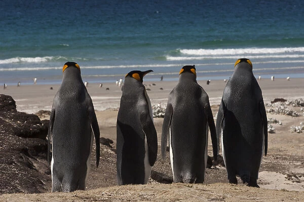 King Penguins (Aptenodytes p. patagonica). Saunders Island. FALKLAND ISLANDS