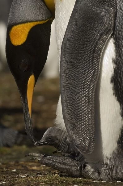 King Penguins (Aptenodytes p. patagonica), an adult with a day old chick on its feet