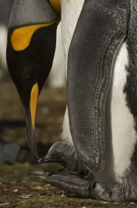 Framed Print : King Penguins (Aptenodytes p. patagonica), an adult with a day old chick on its feet
