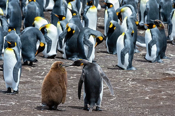 King penguins, Aptenodytes patagonicus, mother and chick, in a colony. Volunteer Point, Falkland Islands
